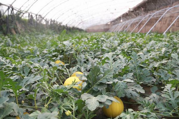 香瓜和甜瓜有哪些區別