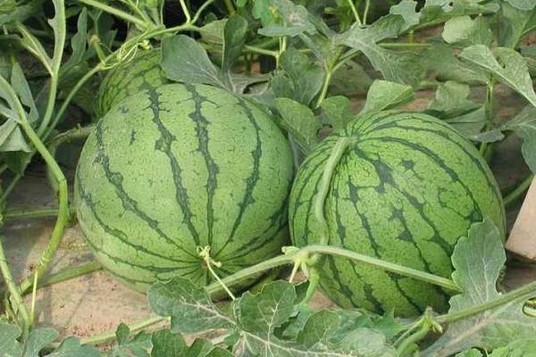 露地西瓜田間管理技術