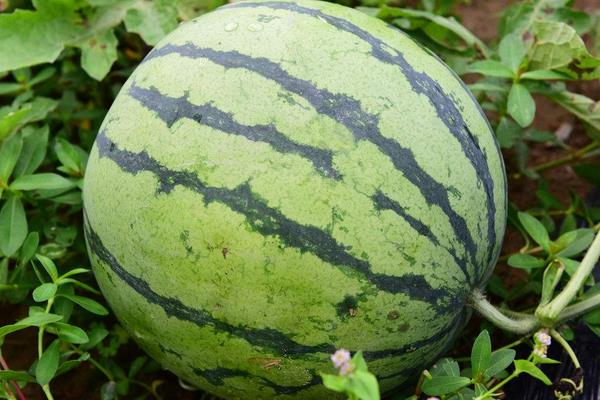 露地西瓜田間管理技術