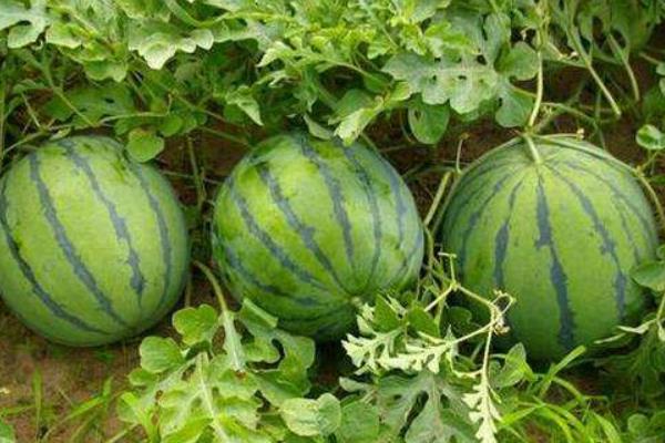 露地西瓜田間管理技術