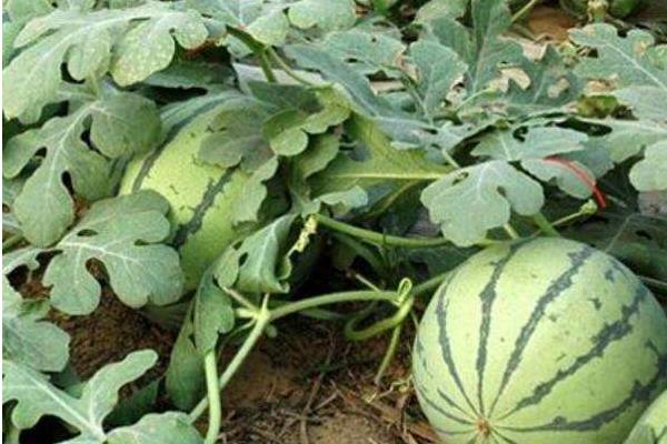 露地西瓜田間管理技術