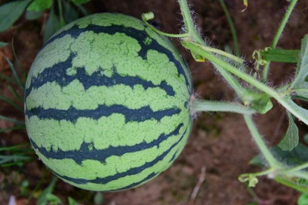 露地西瓜田間管理技術