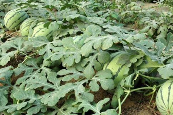 露地西瓜田間管理技術