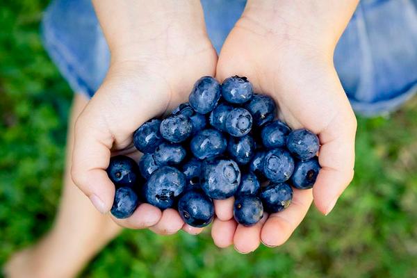 藍莓功效與作用及禁忌