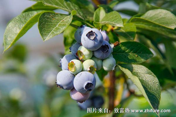 藍莓好種嗎