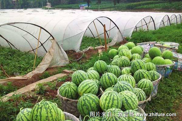 西瓜種植方法