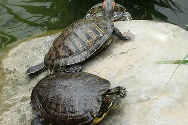 養(yǎng)烏龜?shù)睦麧?rùn)