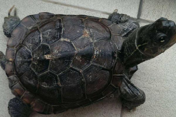 養(yǎng)烏龜?shù)睦麧?rùn)