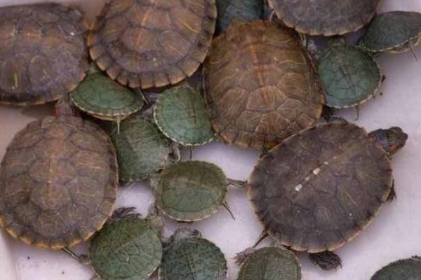 養(yǎng)烏龜?shù)睦麧?rùn)