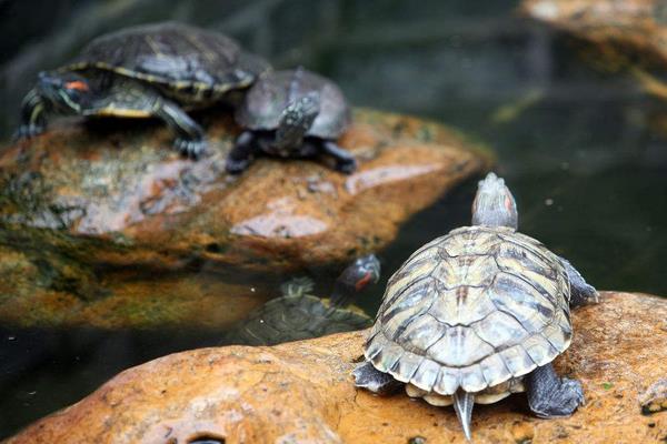 養(yǎng)烏龜?shù)睦麧?rùn)