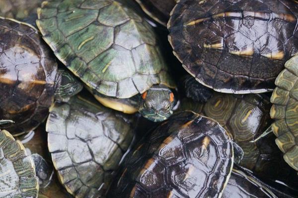 養(yǎng)烏龜?shù)睦麧?rùn)