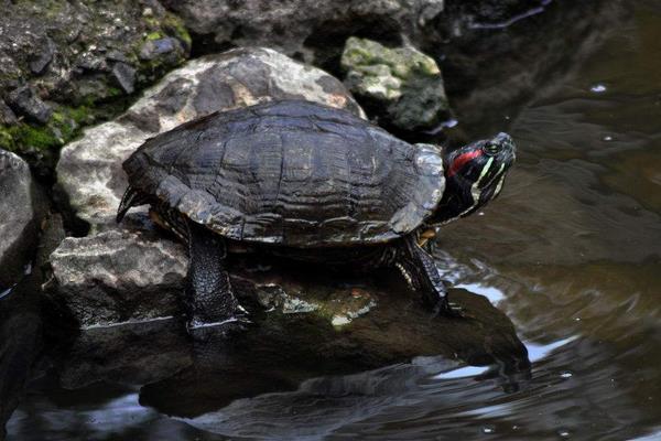 養(yǎng)烏龜?shù)睦麧?rùn)