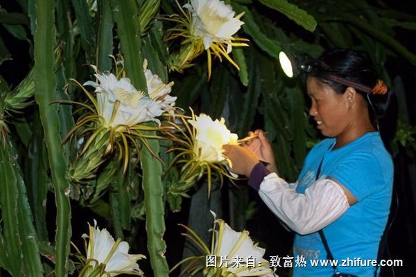 火龍果人工授粉