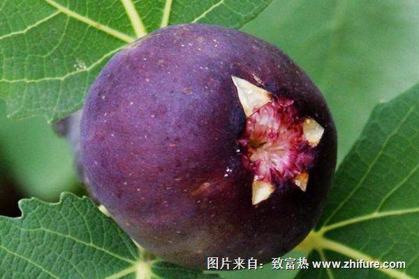 吃無花果過敏怎么辦