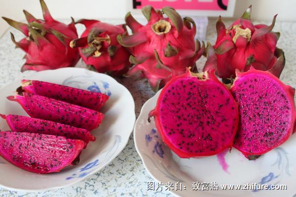 火龍果如何種植