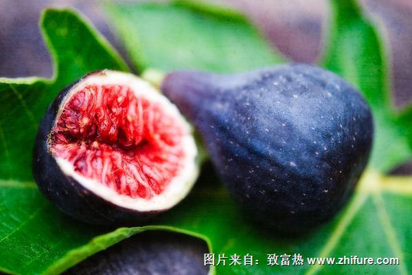 無花果可以催奶嗎