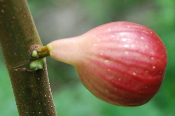 無花果可以催奶嗎