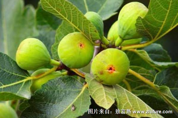 無花果能豐胸嗎