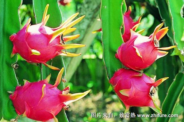 火龍果什么季節幾月成熟