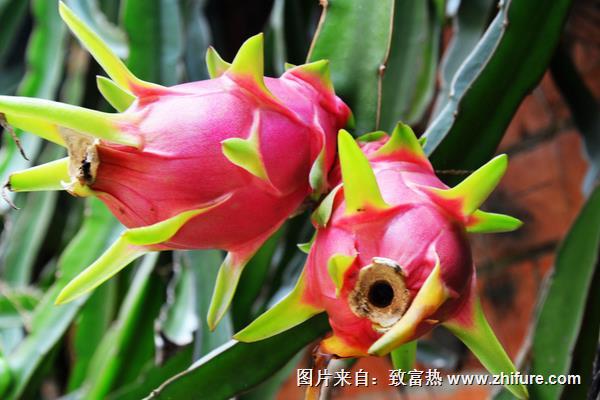 火龍果種植成本與利潤