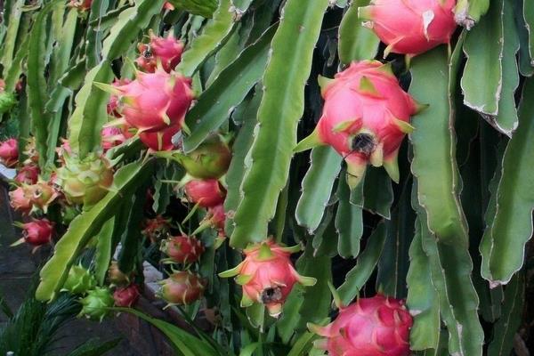 火龍果種植成本與利潤