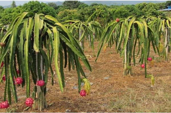 火龍果種植成本與利潤
