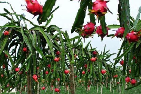 火龍果種植成本與利潤