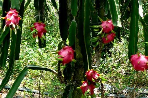 火龍果種植成本與利潤