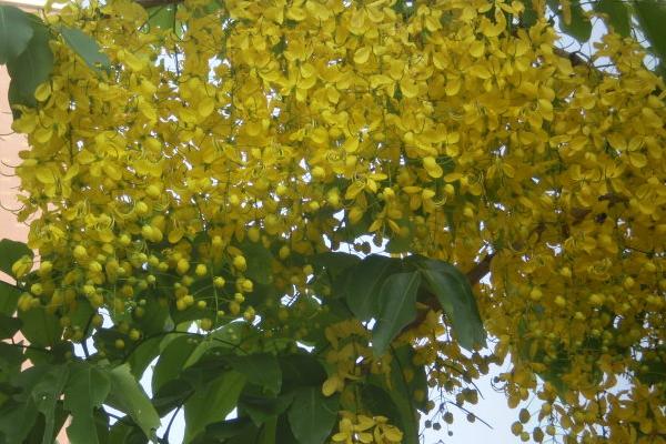 龍眼蜂蜜價(jià)格多少錢一斤