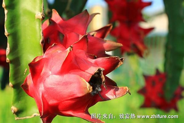 火龍果適合什么地方種植