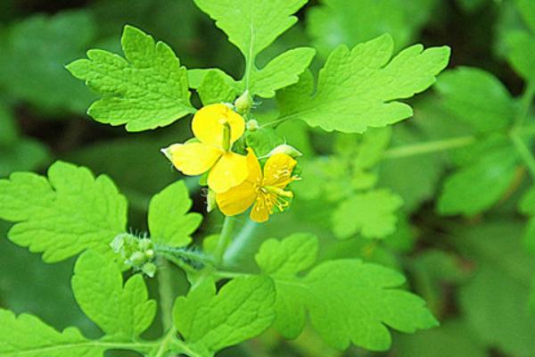 龍眼蜂蜜價(jià)格多少錢一斤