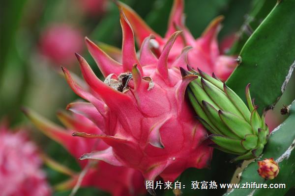 火龍果葉面肥技術