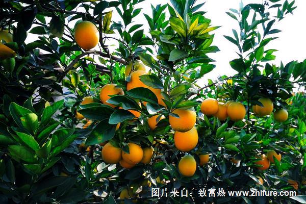 臍橙栽培管理技術