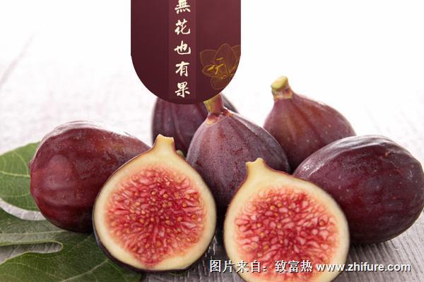 盆栽無(wú)花果種植技術(shù)