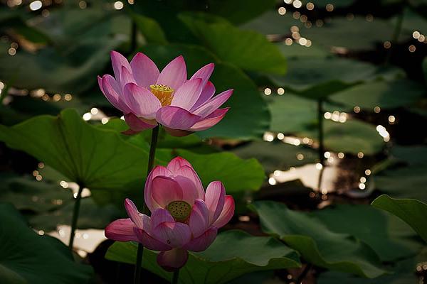 孕婦夢見龍眼代表什么意思