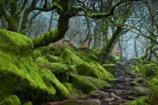 孕婦夢見龍眼代表什么意思