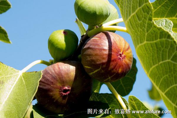 無花果一年結(jié)幾次果