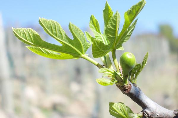 無(wú)花果一年結(jié)幾次果