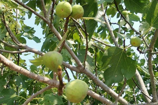 無(wú)花果一年結(jié)幾次果
