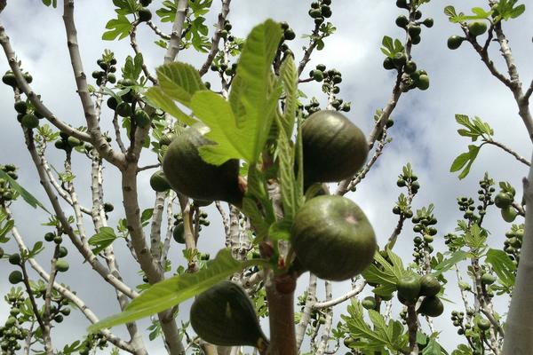 無(wú)花果一年結(jié)幾次果
