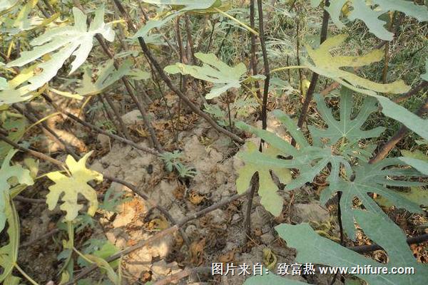 無花果根的功效與作用及禁忌