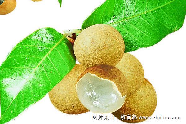 龍眼加枸杞治近視有效果嗎