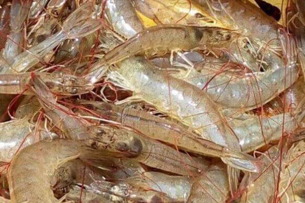 2015養蝦賺錢嗎?2015養蝦前景及市場價格分析