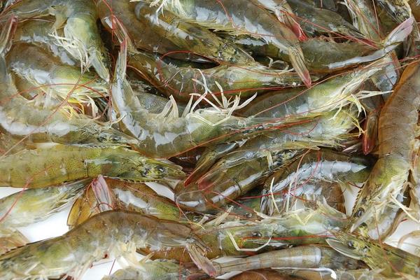 2015養蝦賺錢嗎?2015養蝦前景及市場價格分析