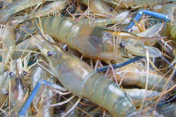 2015養蝦賺錢嗎?2015養蝦前景及市場價格分析