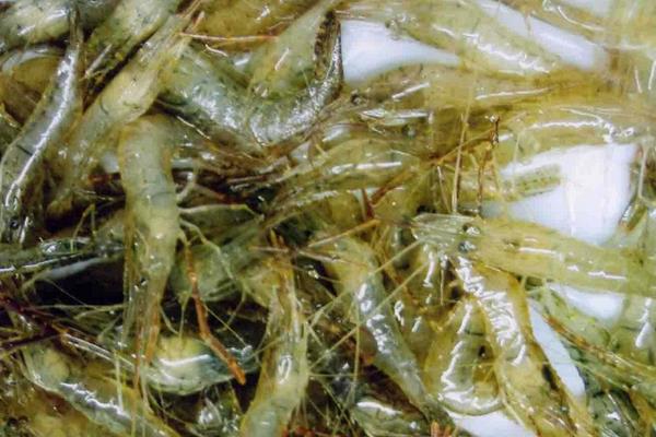 2015養蝦賺錢嗎?2015養蝦前景及市場價格分析