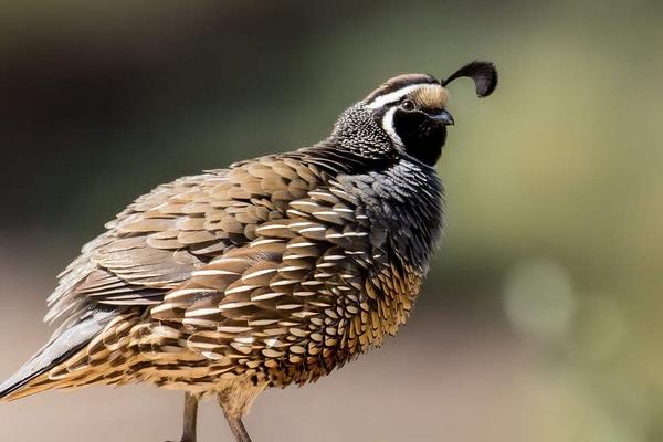 鵪鶉養殖籠制作方法
