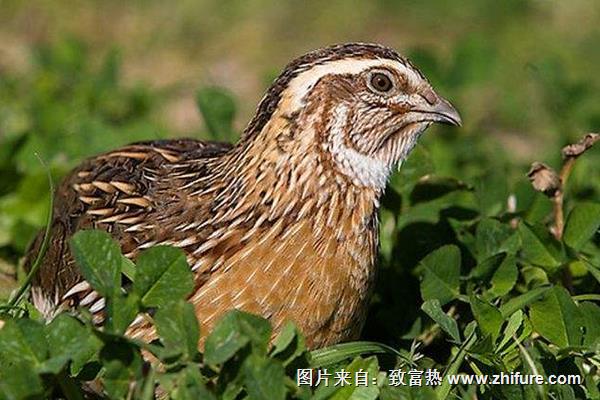 鵪鶉養(yǎng)殖籠制作方法