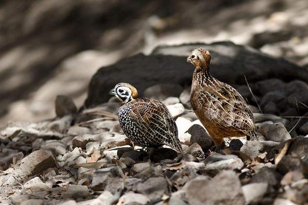 鵪鶉養殖籠制作方法