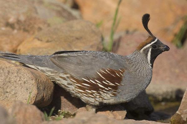 鵪鶉養殖籠制作方法